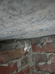 Engyodontium aranearum