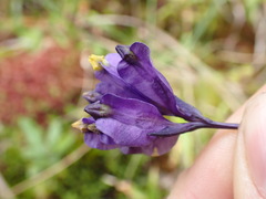 Burmannia
