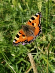 Aglais urticae