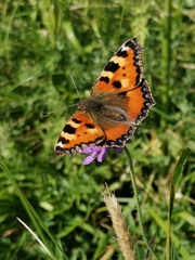 Aglais urticae
