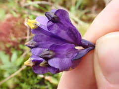 Burmannia