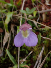 Utricularia unifolia