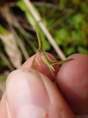 Utricularia unifolia