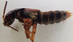 Platydracus immaculatus
