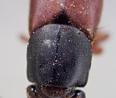 Platydracus immaculatus