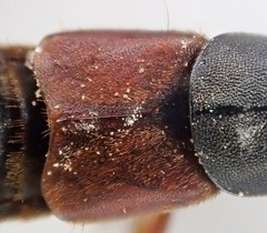 Platydracus immaculatus