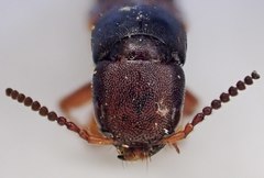 Platydracus immaculatus