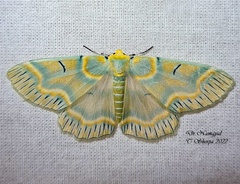 Iotaphora iridicolor