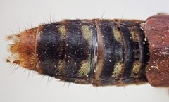 Platydracus immaculatus