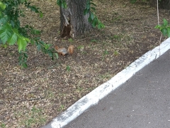 Sciurus vulgaris