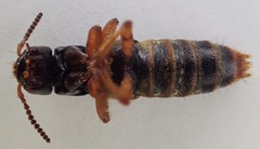 Platydracus immaculatus