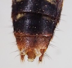 Platydracus immaculatus