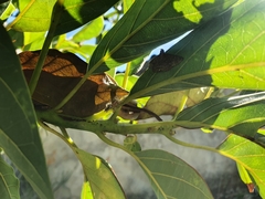 Thyene coccineovittata