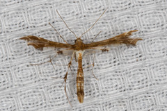 Geina tenuidactylus