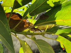 Thyene coccineovittata