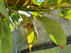 Thyene coccineovittata