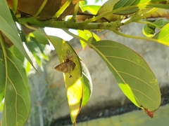 Thyene coccineovittata