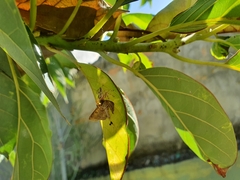 Thyene coccineovittata
