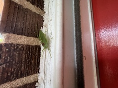 Pterophylla camellifolia