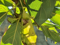Thyene coccineovittata