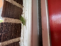 Pterophylla camellifolia