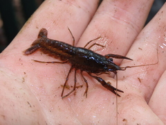 Procambarus alleni