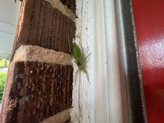 Pterophylla camellifolia