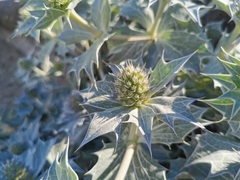 Eryngium maritimum