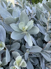 Conocarpus erectus