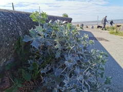 Eryngium maritimum