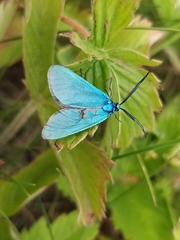 Jordanita globulariae