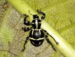 Pachyrhynchus moniliferus