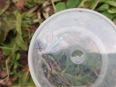 Jordanita globulariae