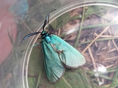 Jordanita globulariae