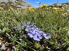 Phlox condensata