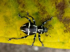 Pachyrhynchus moniliferus