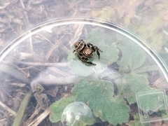 Evarcha arcuata