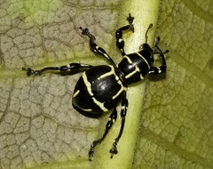 Pachyrhynchus moniliferus