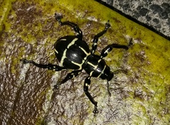 Pachyrhynchus moniliferus