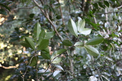 Cassipourea malosana