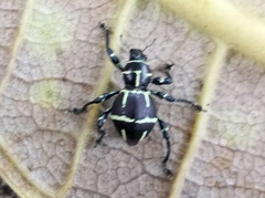 Pachyrhynchus moniliferus