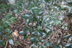 Cassipourea malosana