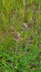 Astragalus macropus