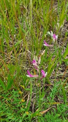 Astragalus macropus