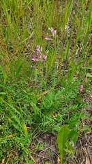 Astragalus macropus