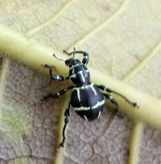 Pachyrhynchus moniliferus