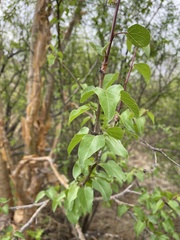 Jatropha cordata