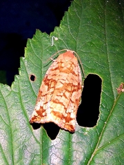 Archips oporana