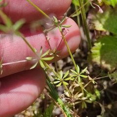 Galium anglicum