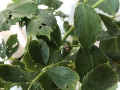 Coccinellidae